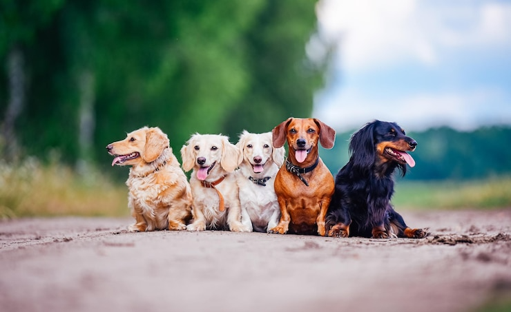 Signs Your Dog Might Be Feeling Unwell