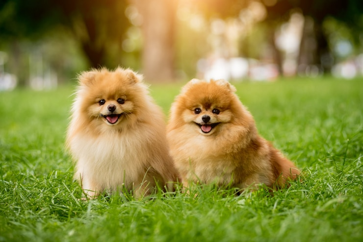 Essential Dog Care Tips for New Owners