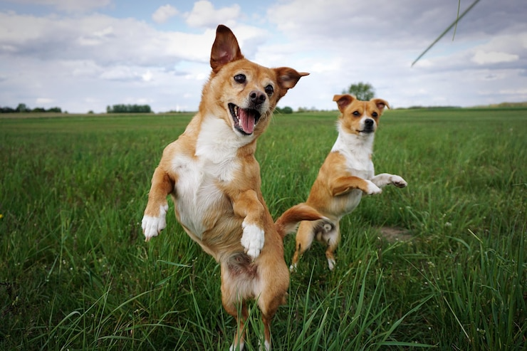 Top 5 Dog Breeds Perfect for Families