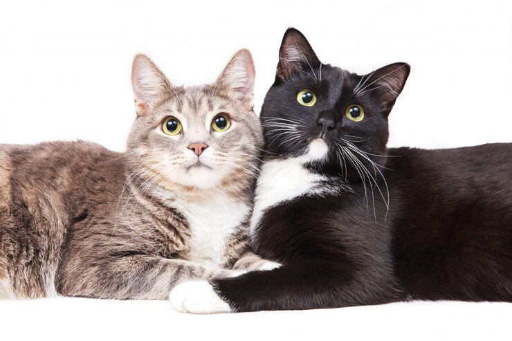 Essential Cat Care Tips for New Owners