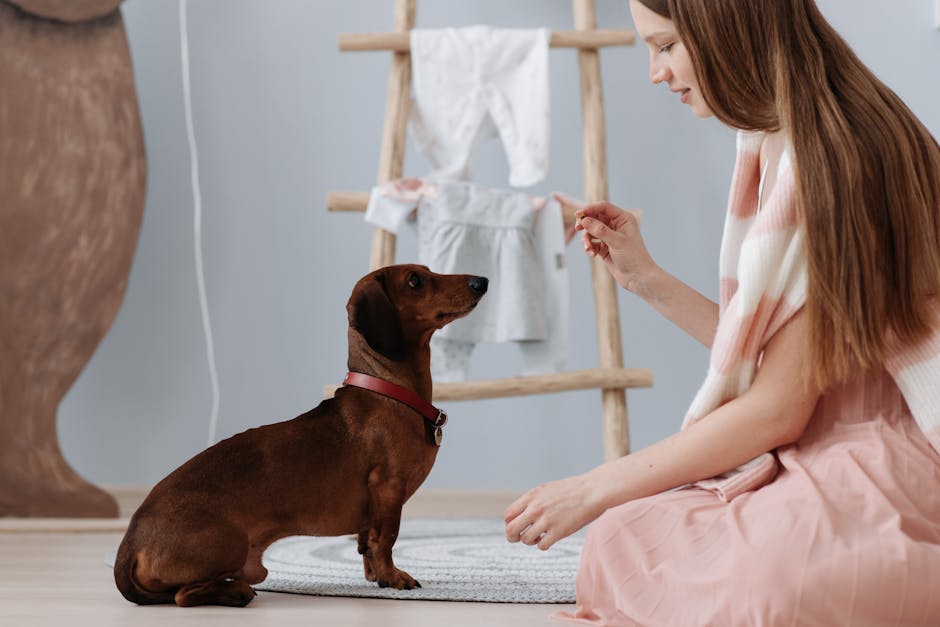 Gadgets Galore! Top Tools to Transform Your Dog Training
