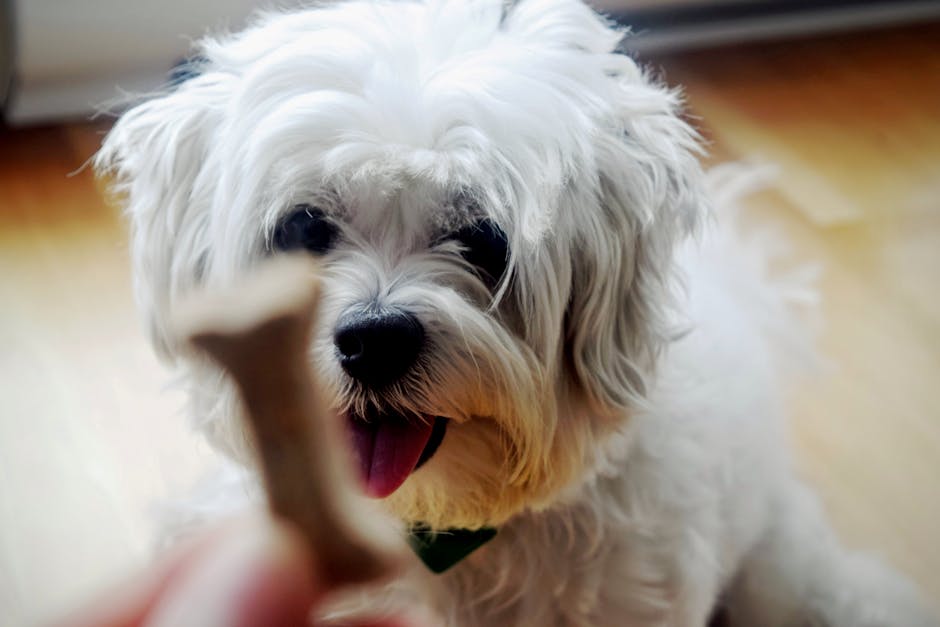 best treats for puppies