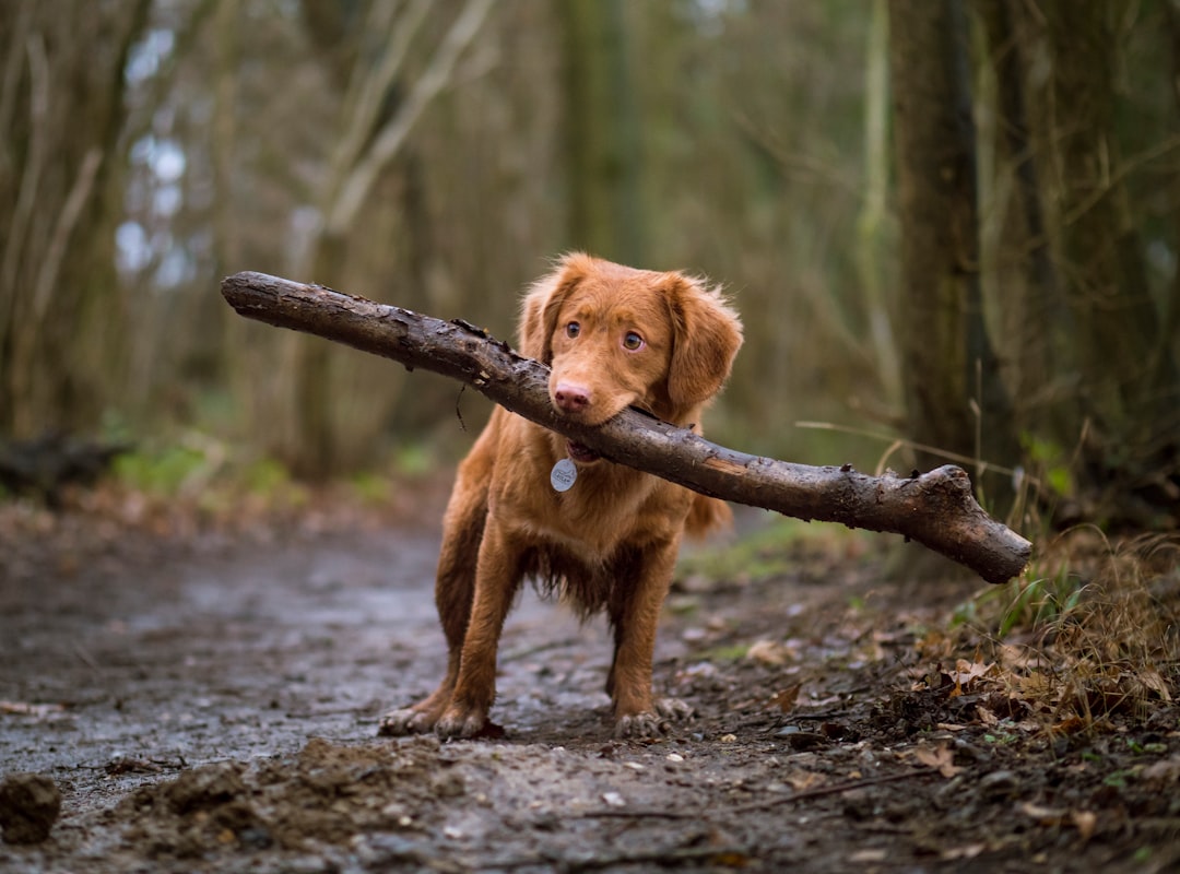 best way to stop a dog from biting