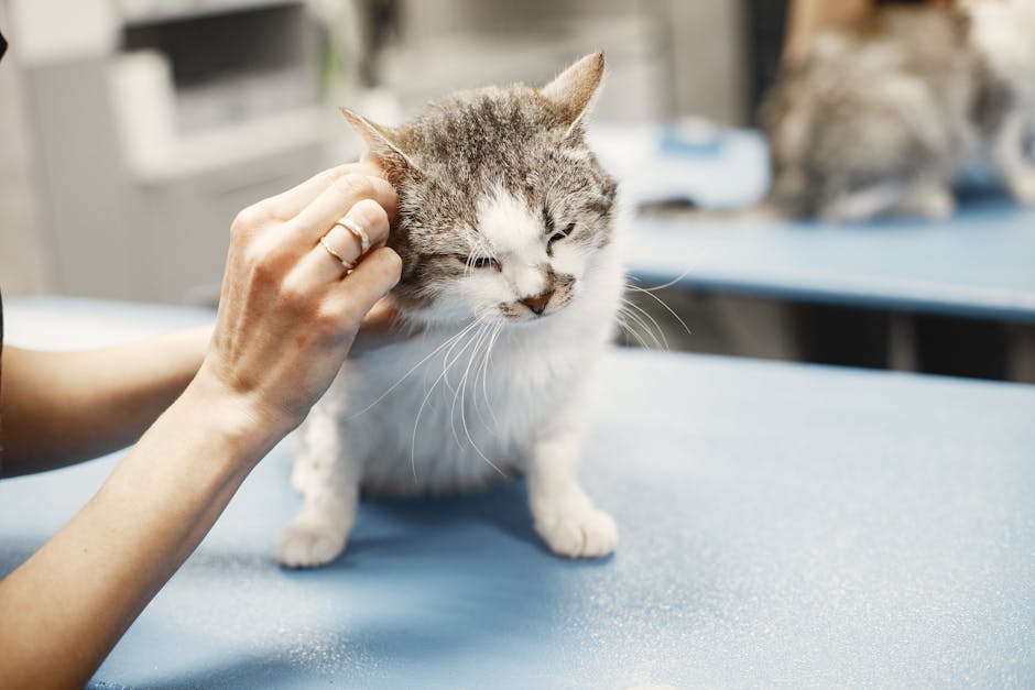 Feline Fine or Feeling Sick? Your Cat Medical Questions Answered