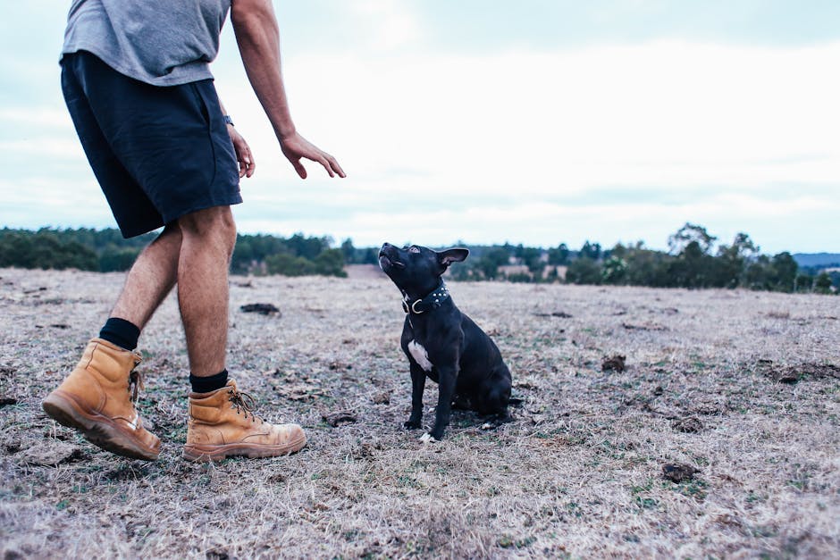 What Are Dog Behavior Modification Techniques and Why Do They Work?