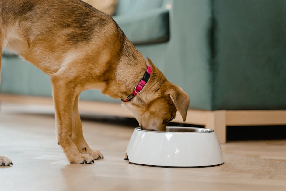 A Practical Guide to Pet Nutrition Tips for Healthy Feeding