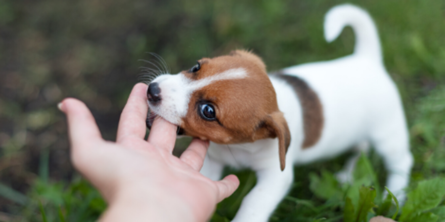 How to train a puppy to stop biting
