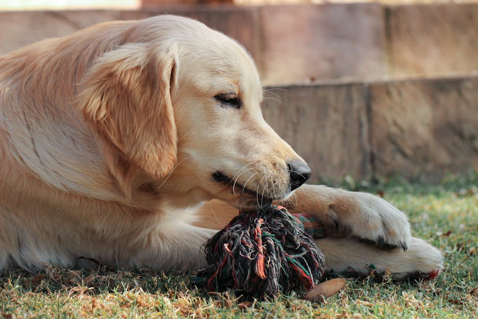 best way to stop puppy chewing