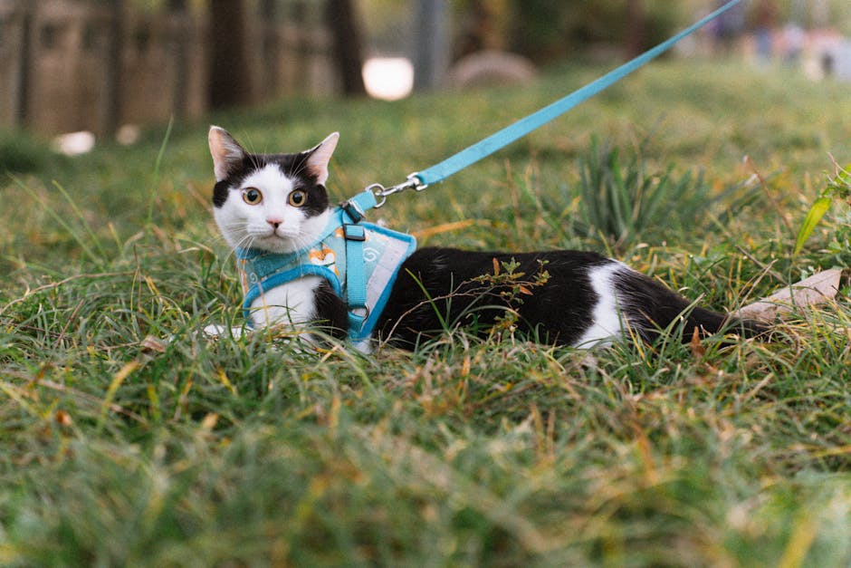 Cat harness with leash