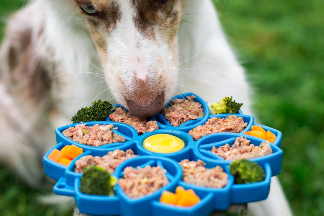dog nutrition tips